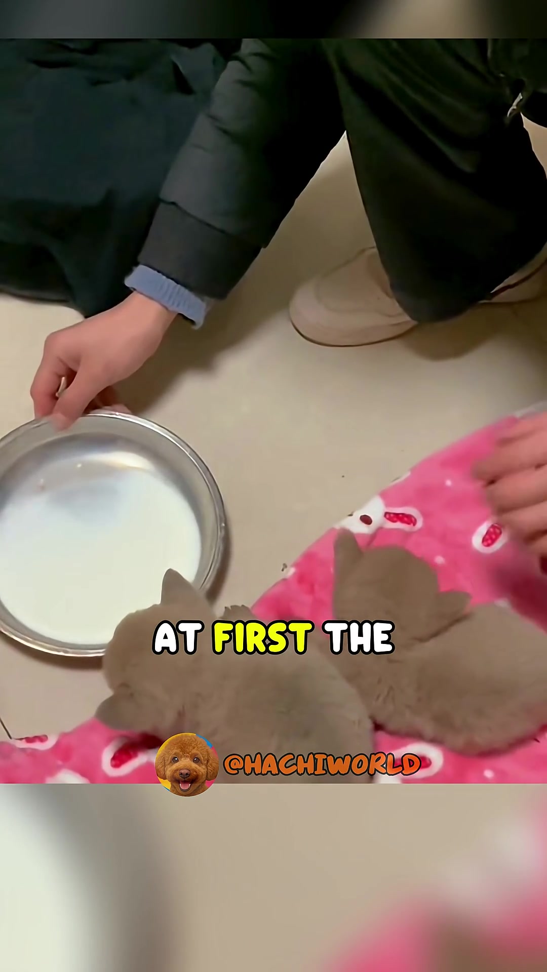 A bowl of milk is being offered to the two puppies, who are hesitant at first.