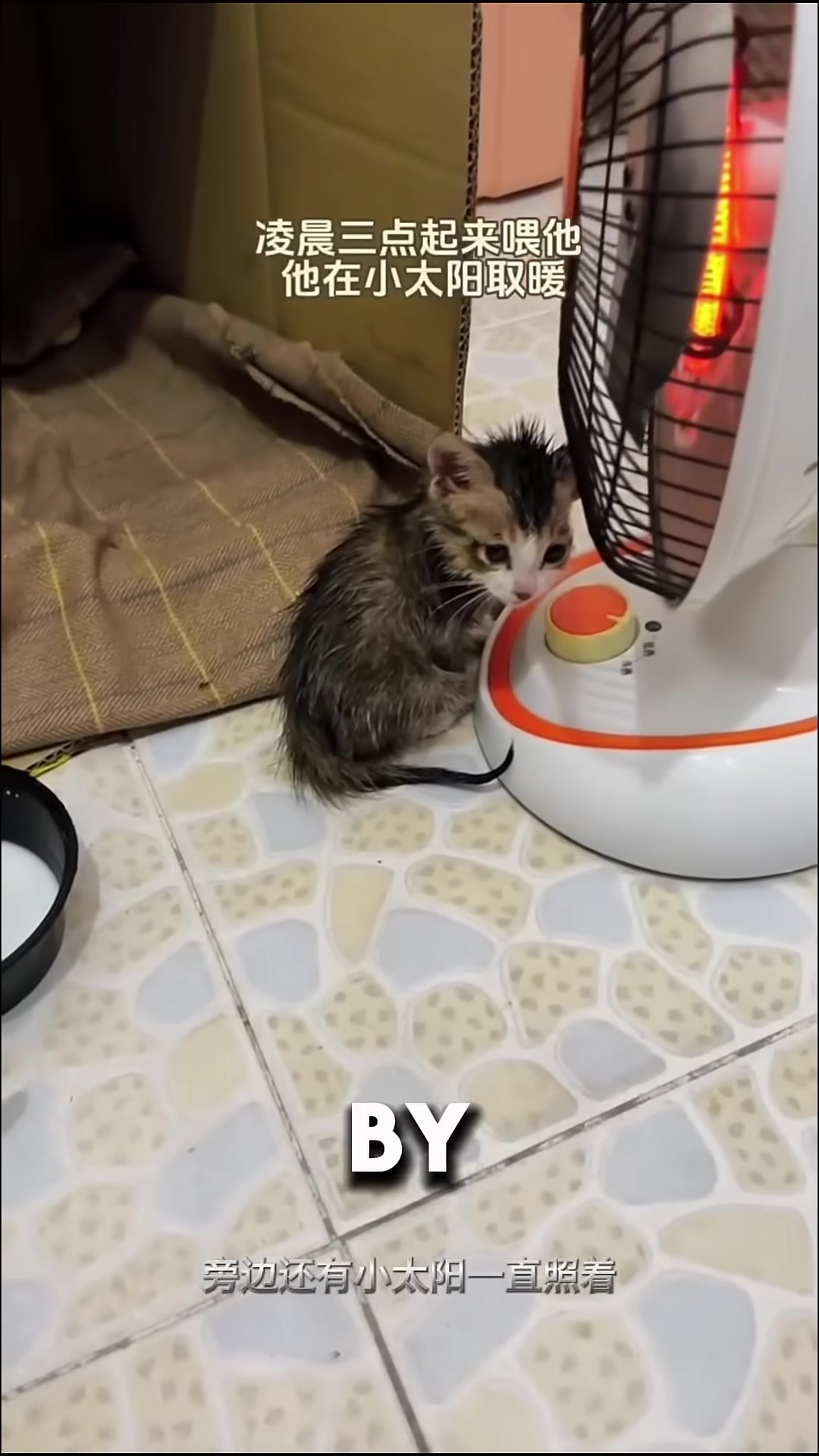 A worried family rushes a limp kitten to the vet in the early morning.