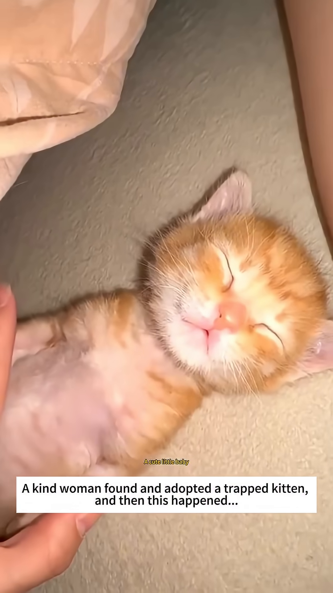 A close-up of a tiny, wet kitten being held gently.