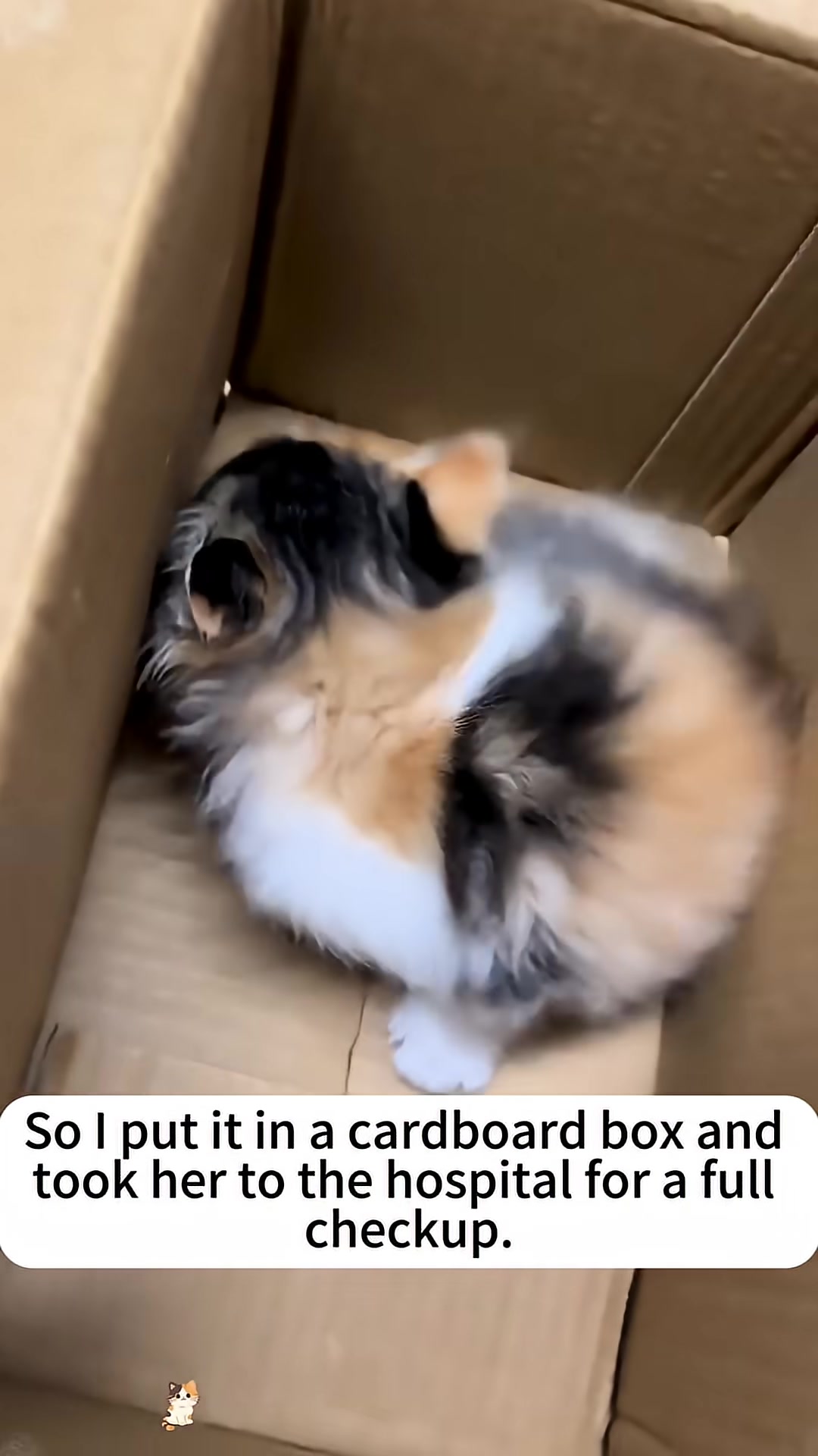 The kitten is placed inside a cardboard box.