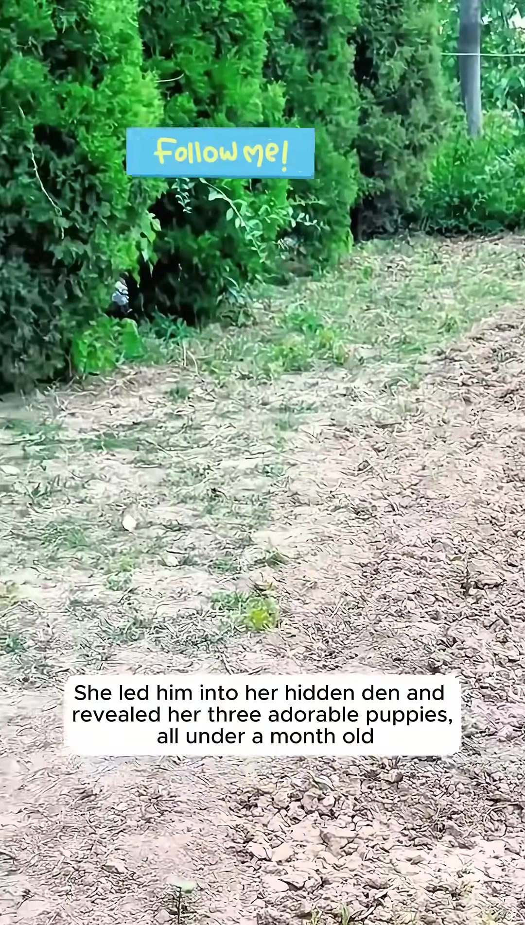 A person looks at three tiny puppies in a hidden den.