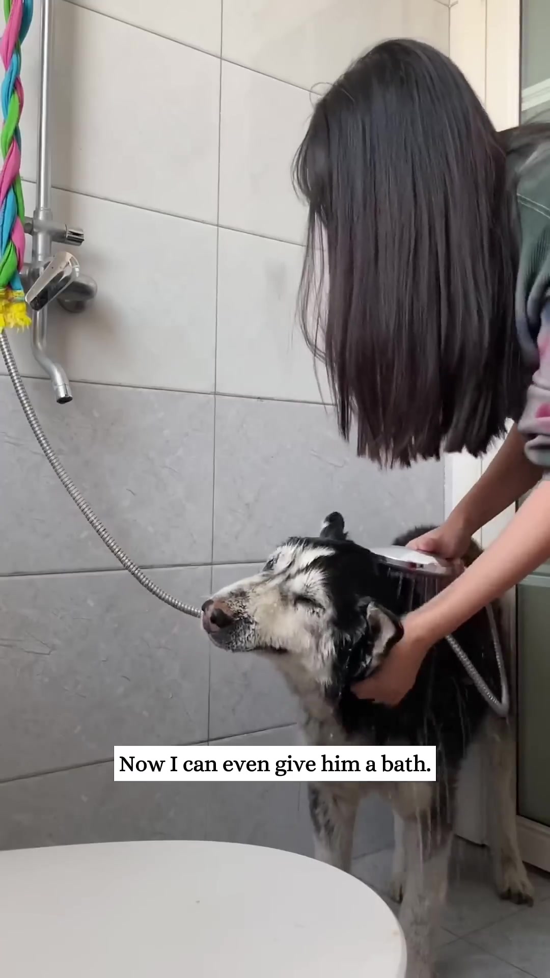 The husky eats a treat directly from a person's hand, showing growing trust.