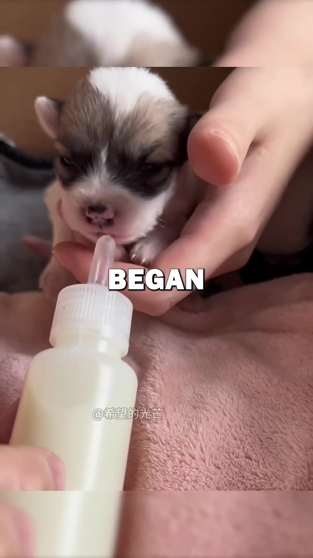 A close-up of a puppy drinking milk from a bottle feeder.