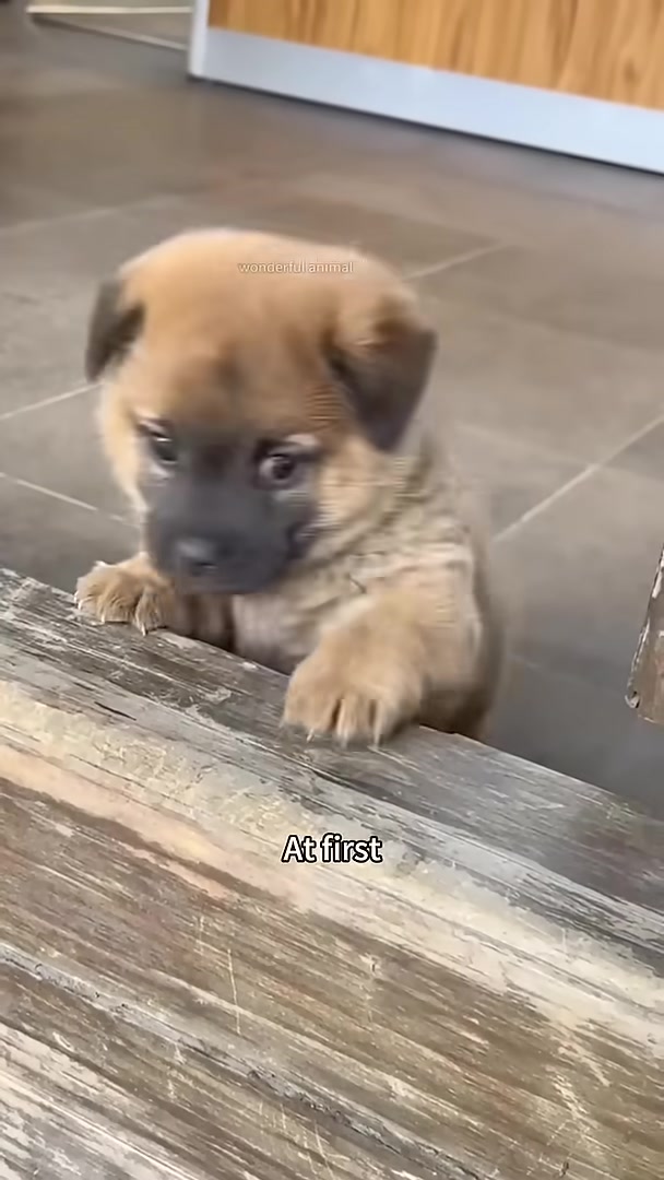 A puppy looking shy and hesitant while being held.