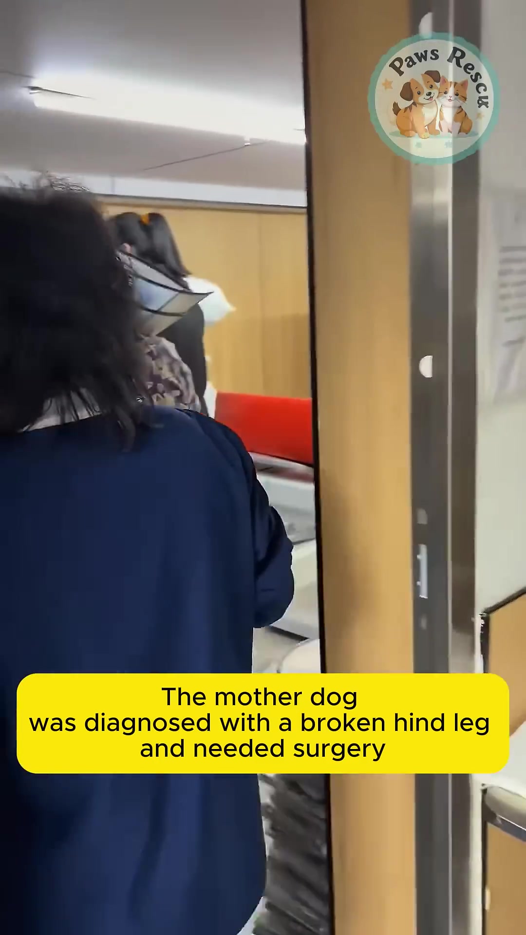 An X-ray image showing the mother dog's broken leg.