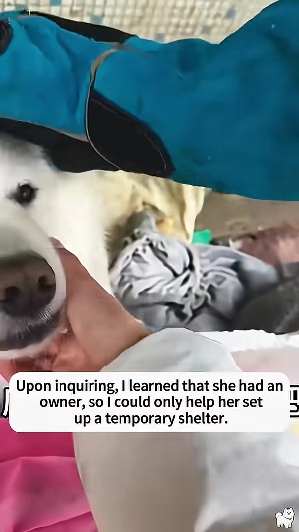 The mother dog looks sad and neglected.