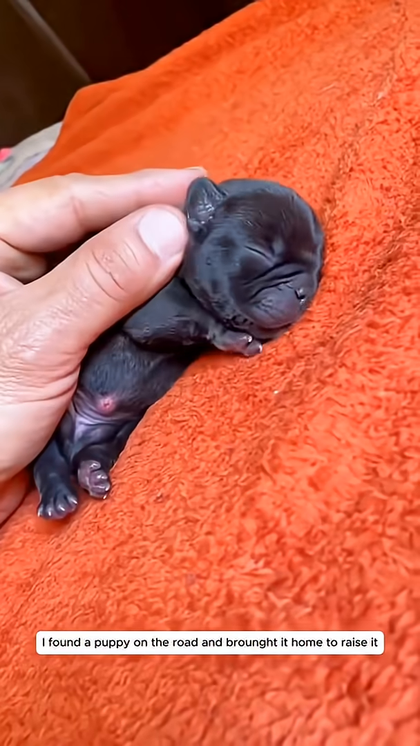 A person is feeding a tiny puppy with a bottle.
