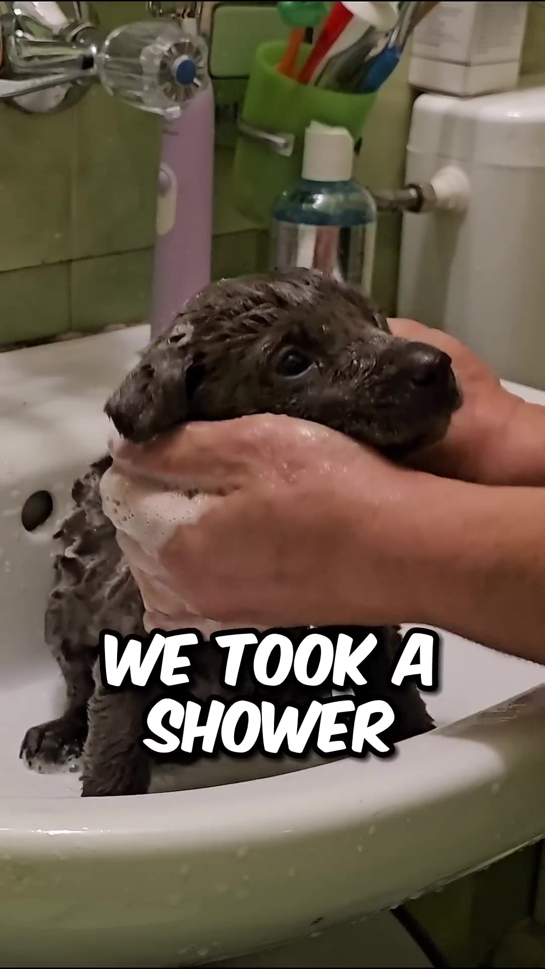 Hands gently hold a small, wet, and soapy puppy in a sink.