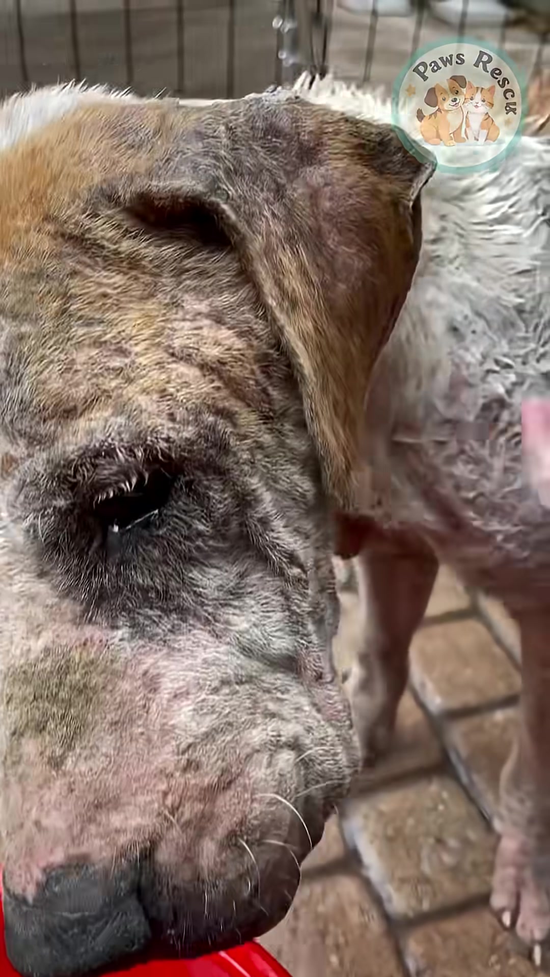 The dog is gently examined by a veterinarian, indicating the start of his recovery.