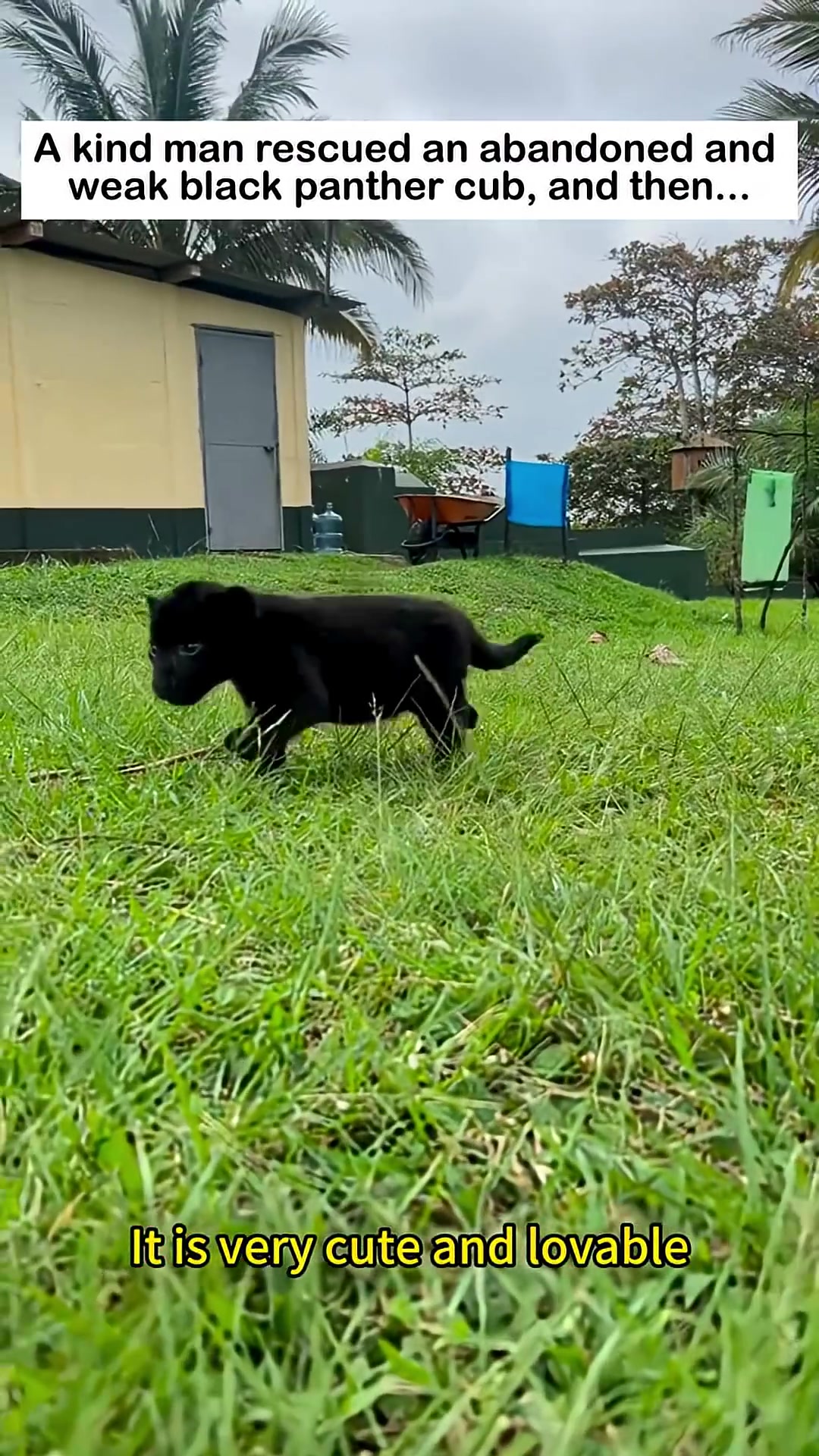 A young black panther cub walking on grass, looking alert and healthy.