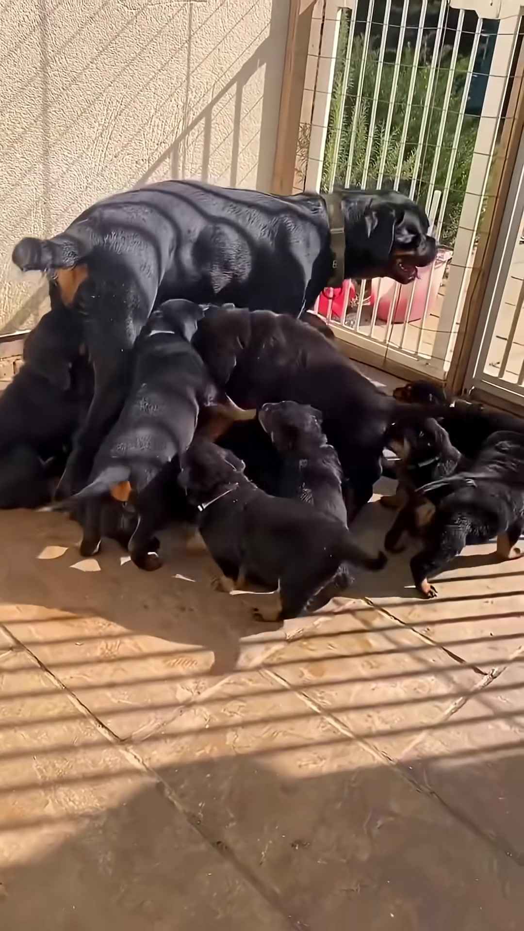 A mother Rottweiler lovingly nurses a large group of healthy puppies.