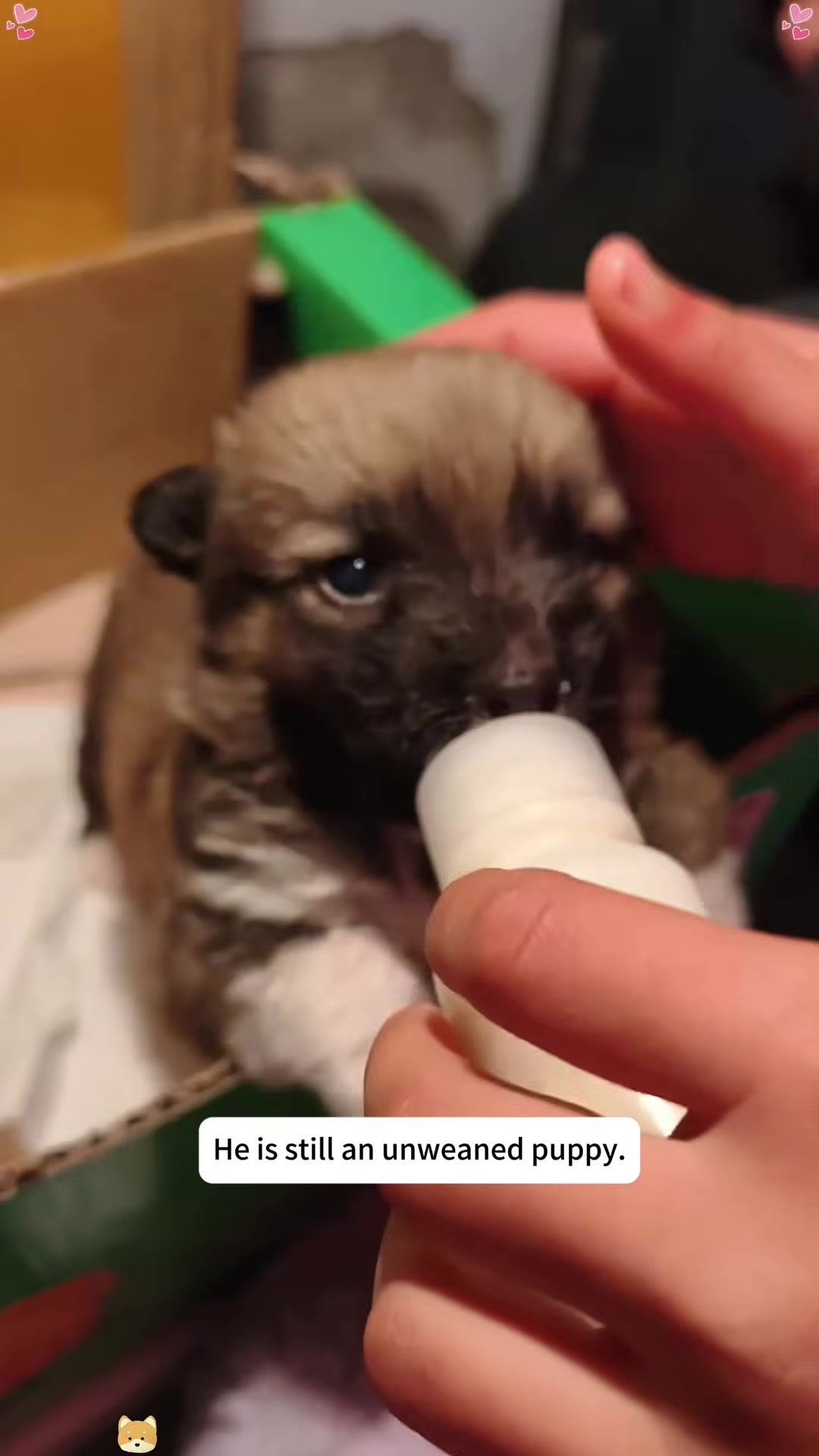 A person is giving a small, fluffy puppy a bath with soap and water.