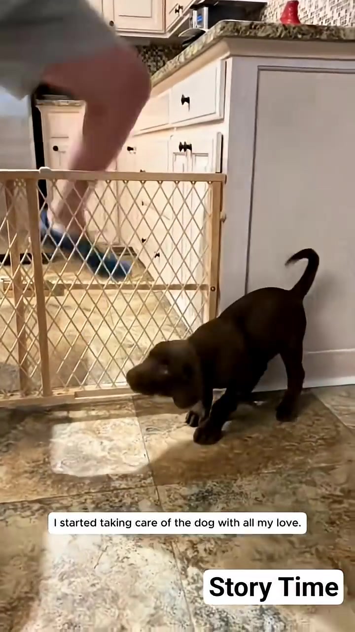 A young black puppy is playfully jumping near a wooden gate in a kitchen.