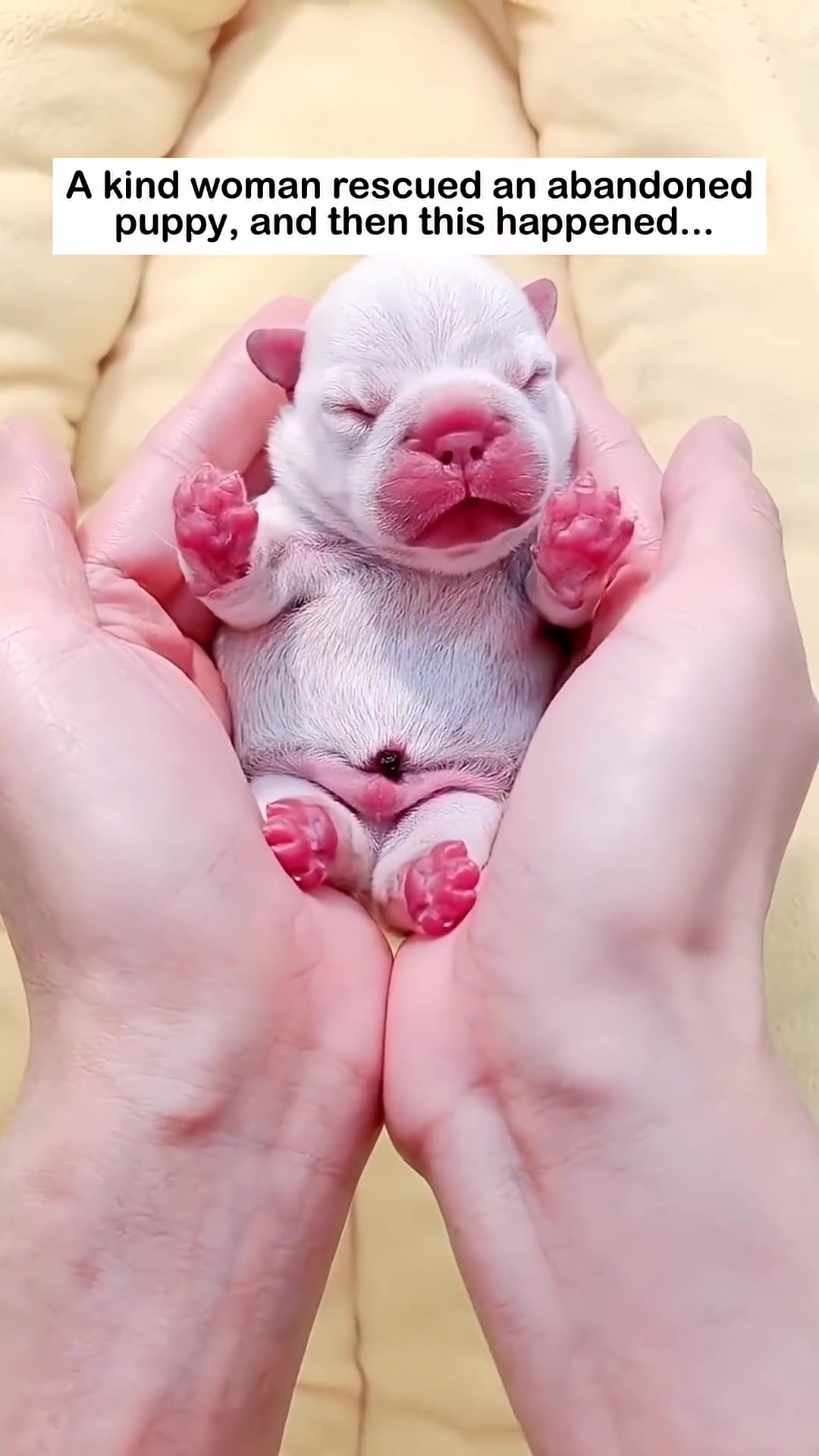 A person's hands holding a small puppy as it drinks from a baby bottle.