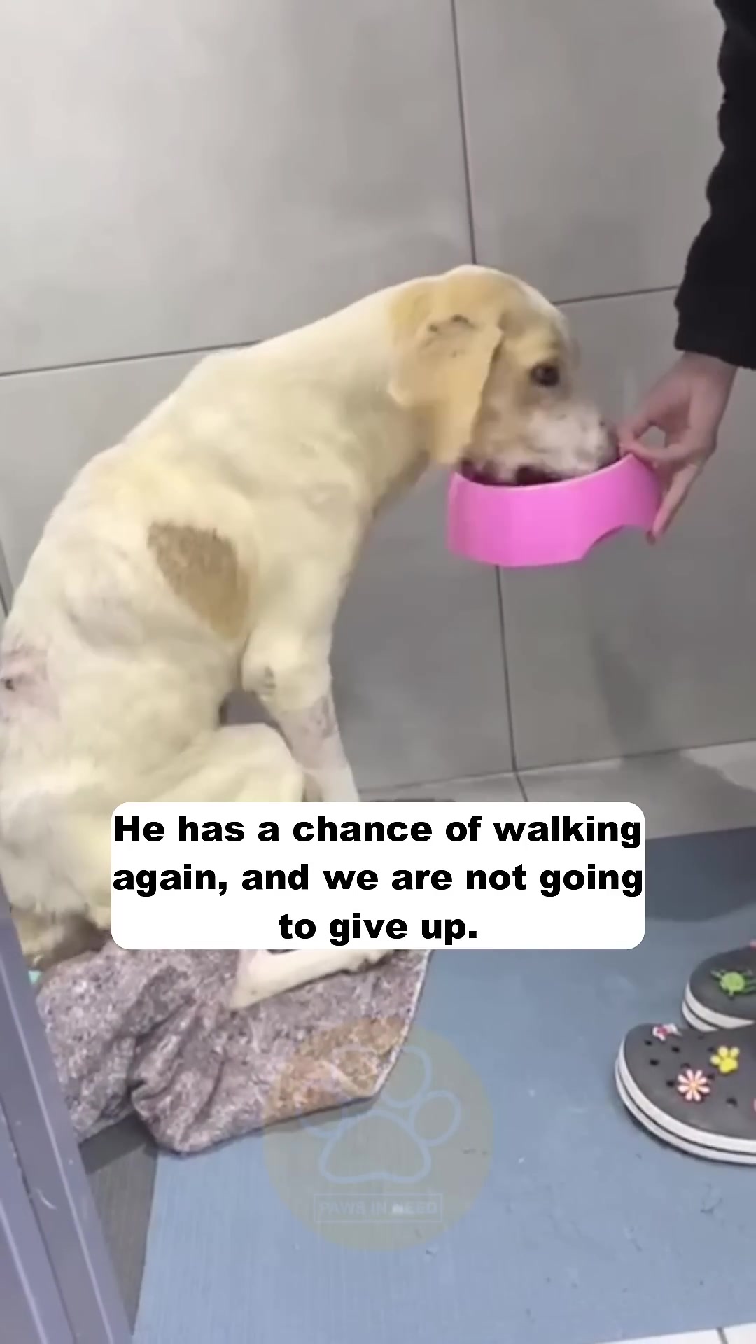 A pale dog is sitting and eating from a pink bowl held by a person.