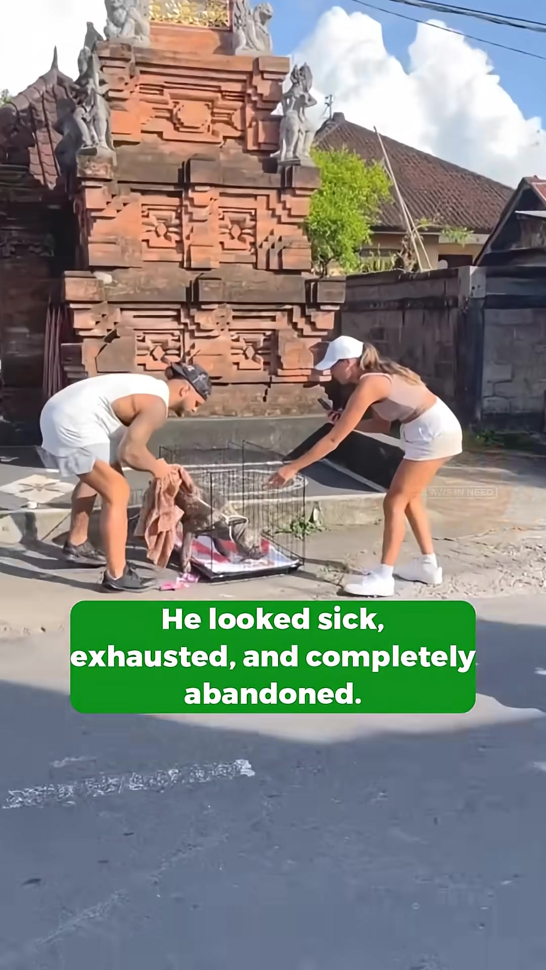 People are carefully placing the dog into a crate.