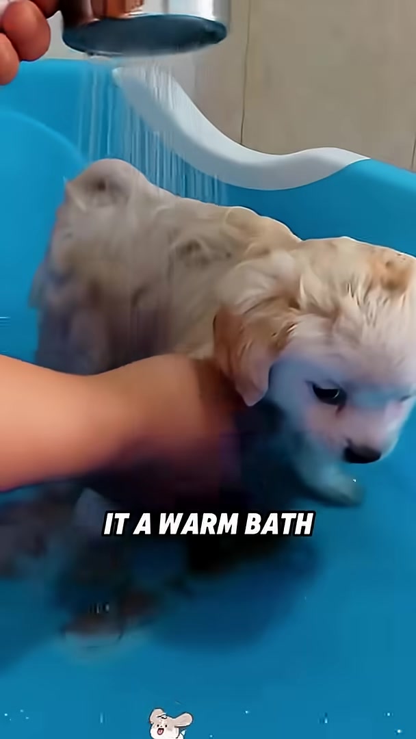 A small white puppy being gently bathed in a blue tub, looking calm.
