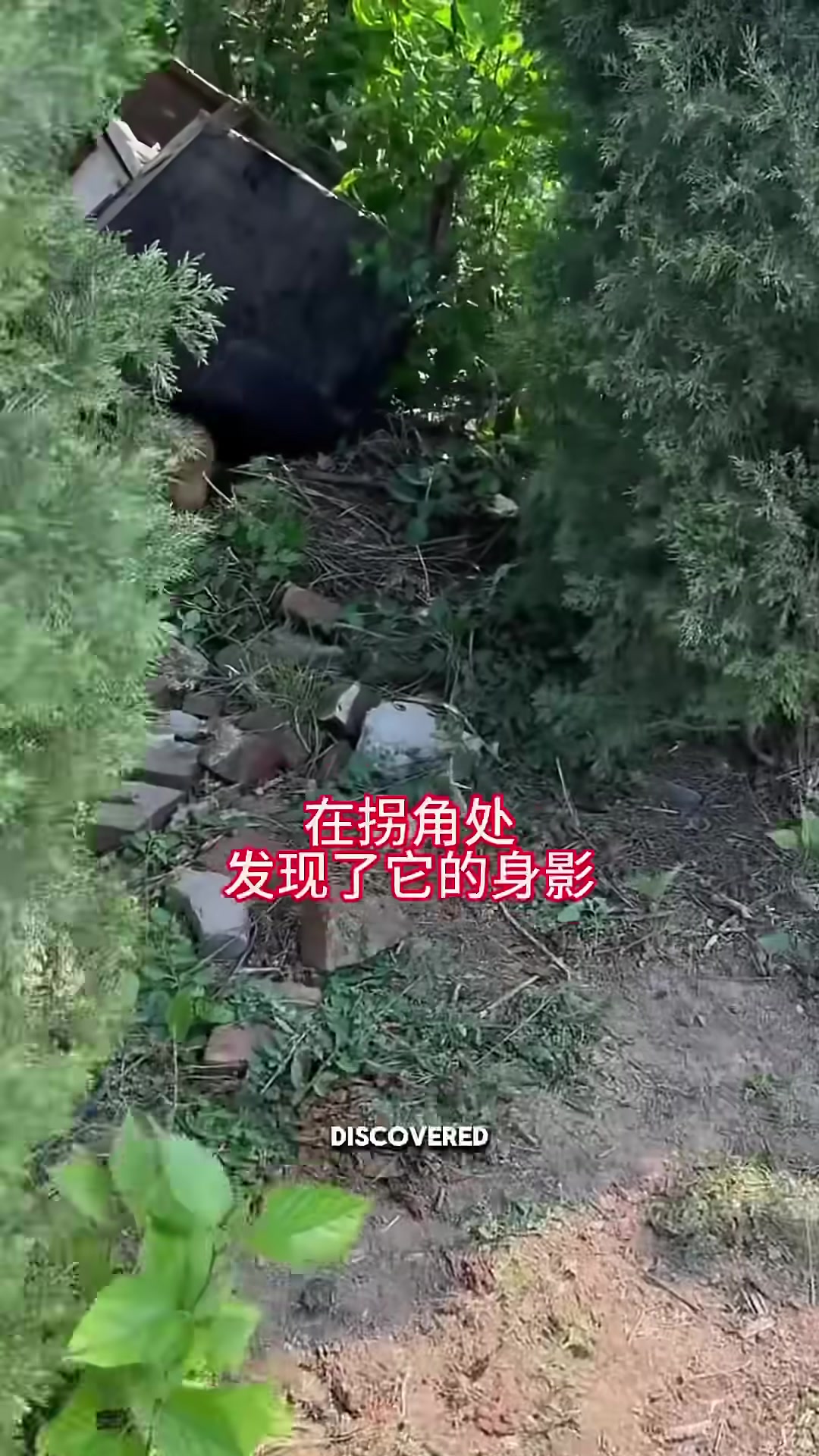 The man discovering the hidden nest of puppies in the bushes.