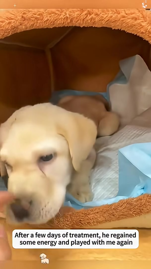 A puppy, looking more alert, playfully nips at a finger inside a cozy bed.