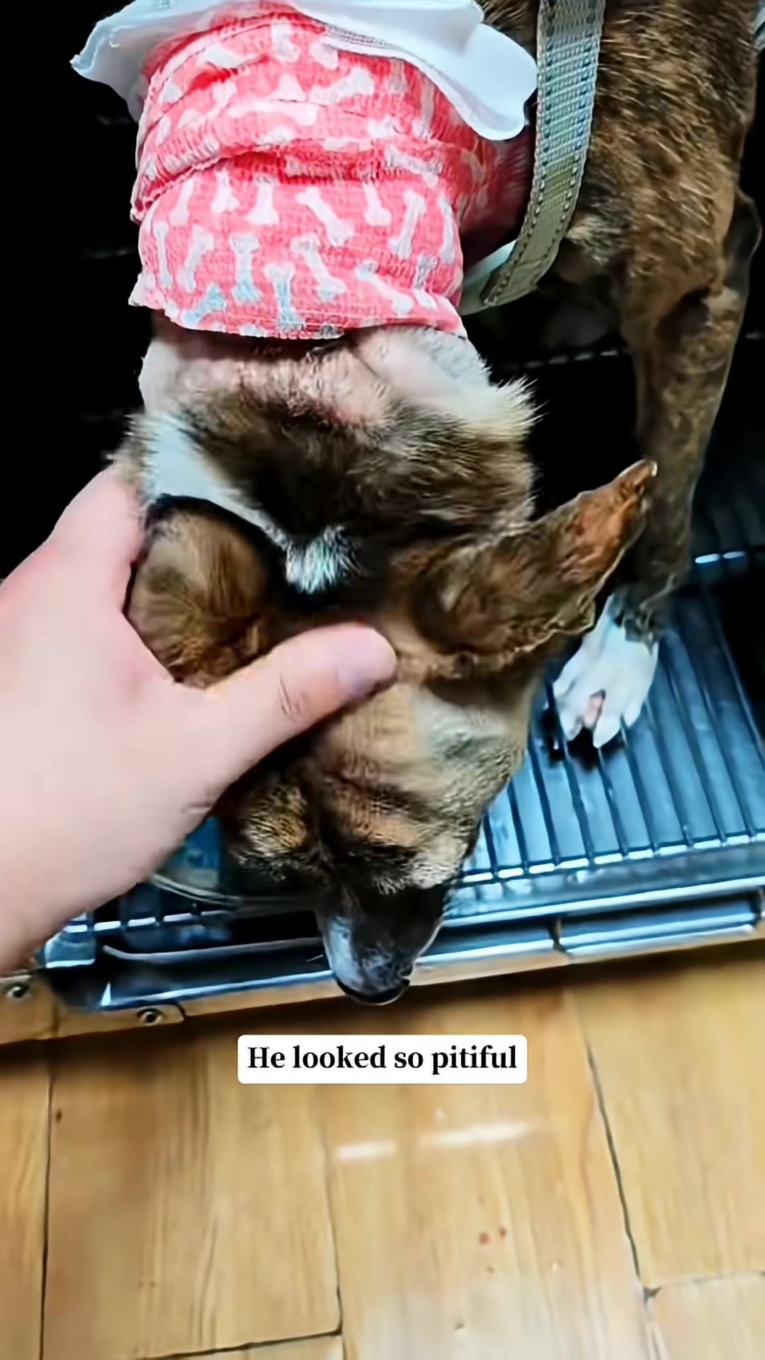 A dog looks up with sad eyes, appearing pitiful after medical treatment.
