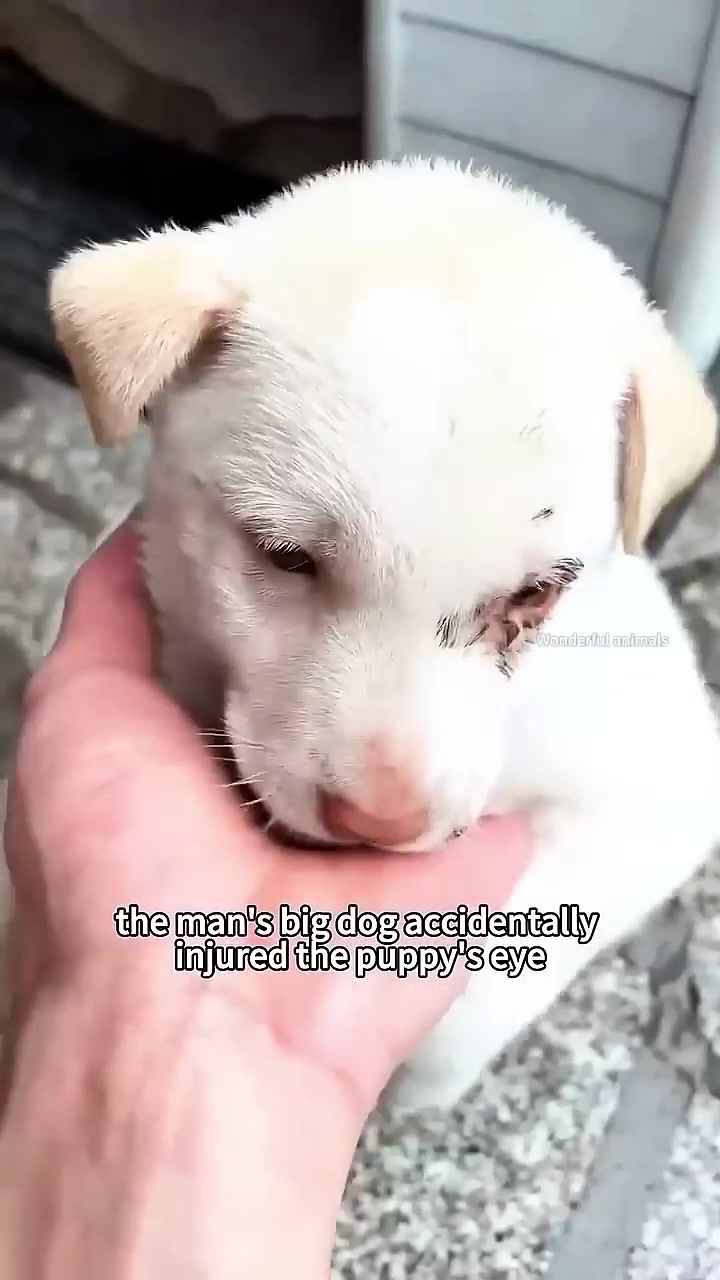A close-up of a puppy's face, showing an injured eye.