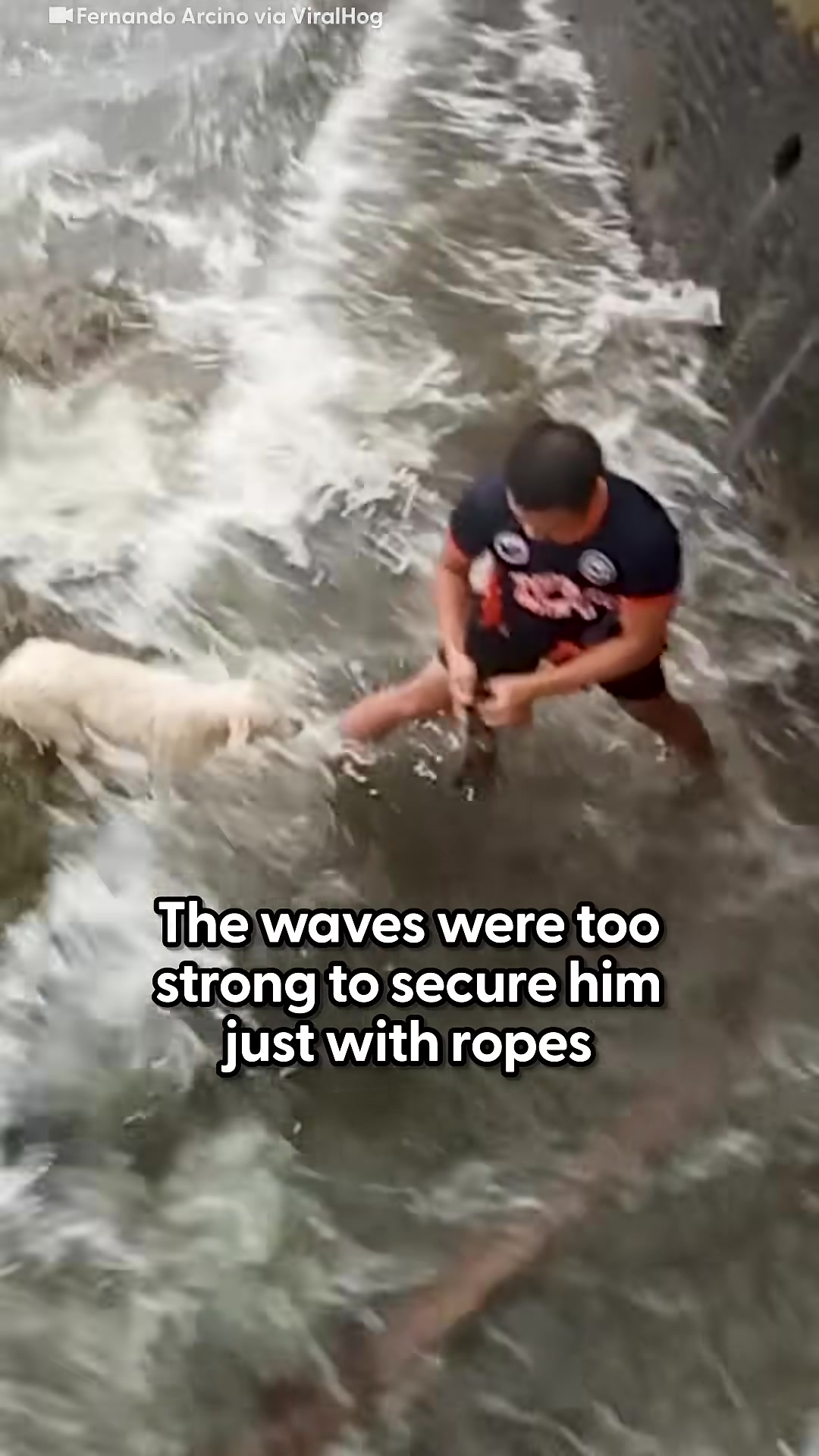 A rescuer in the water reaches towards the dog on the rock.