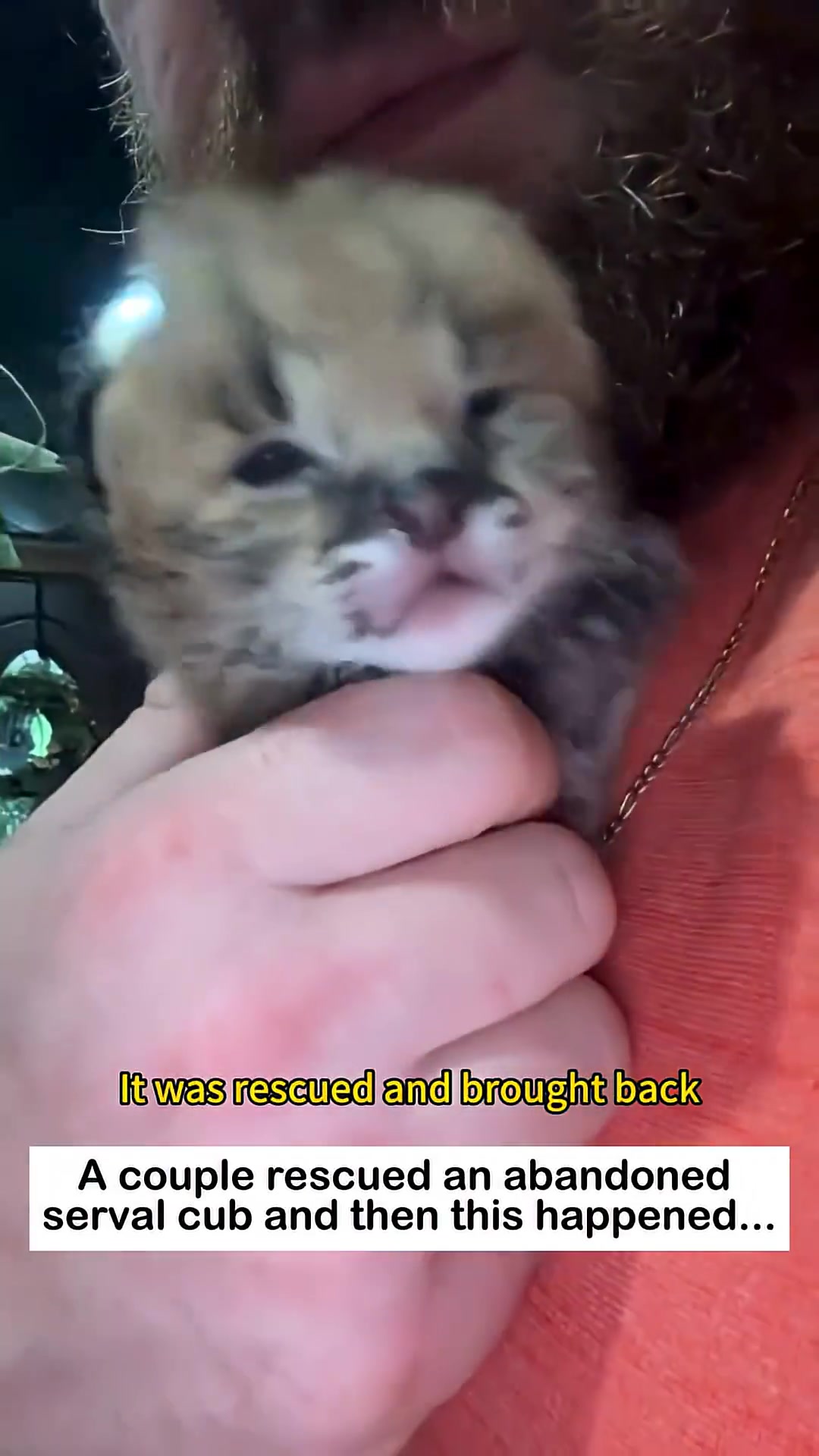 A close-up of the adorable, tiny serval cub.