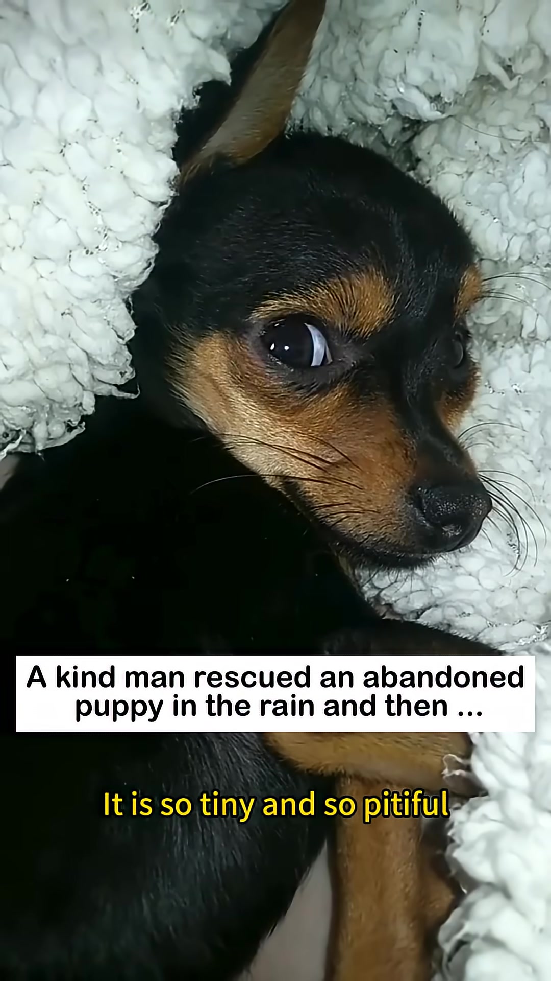A tiny puppy lies down, looking small and vulnerable.