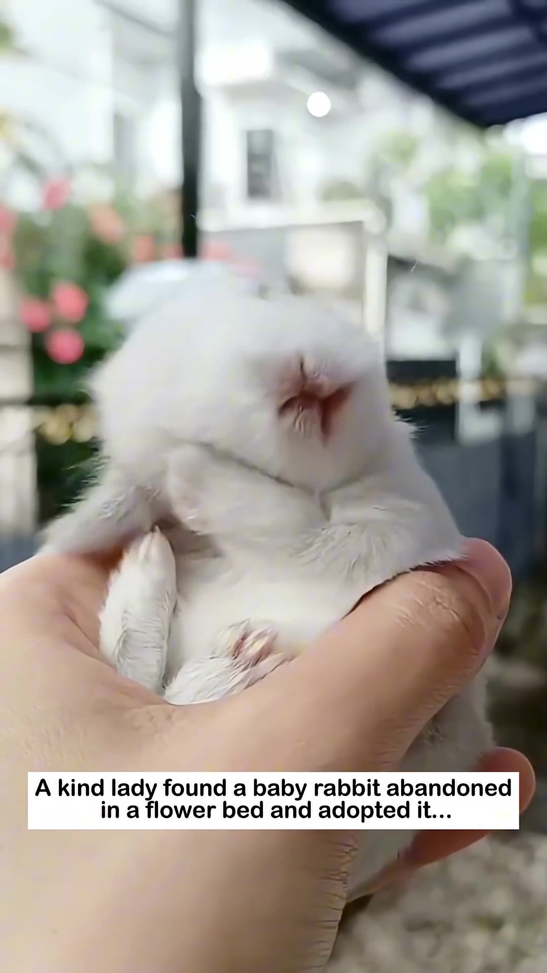 A person's finger gently touches the head of the baby rabbit, which is nestled in a hand.