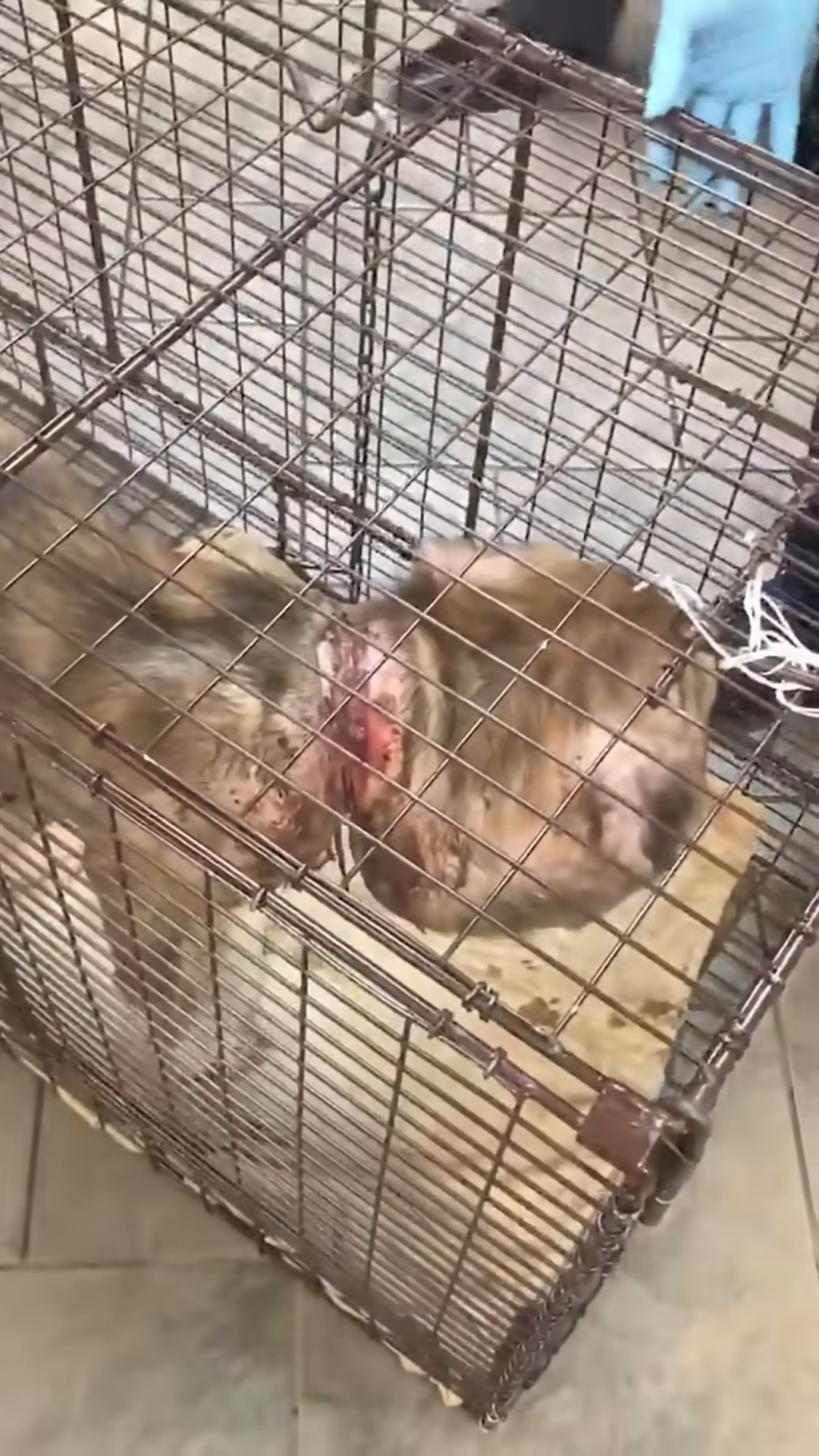 A dog is inside a metal crate.