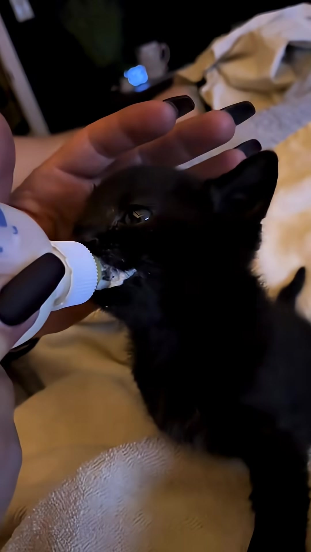 A close-up of the kitten being bottle-fed, its eyes looking up.