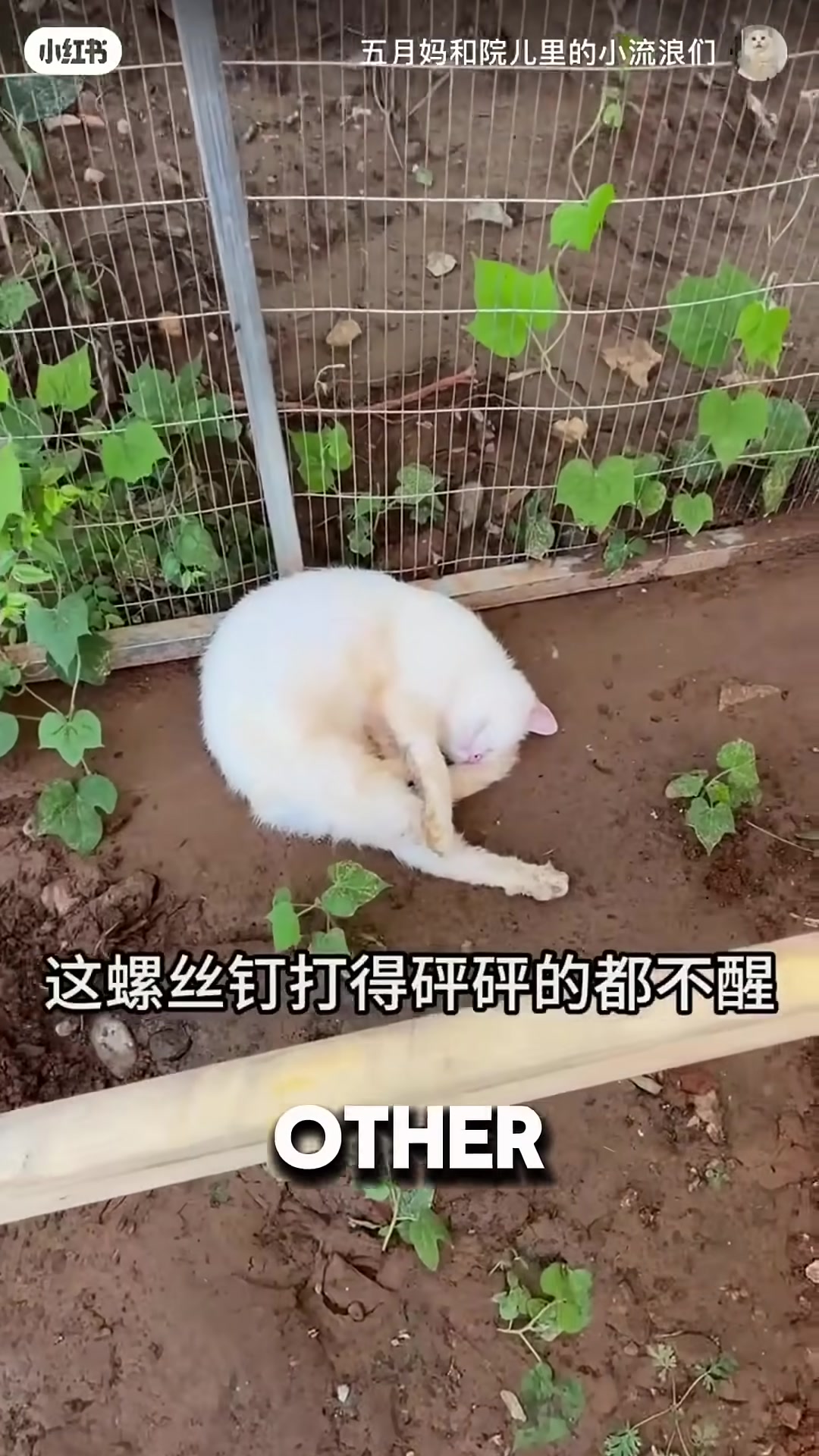 A woman building a small wooden house while other cats watch curiously.