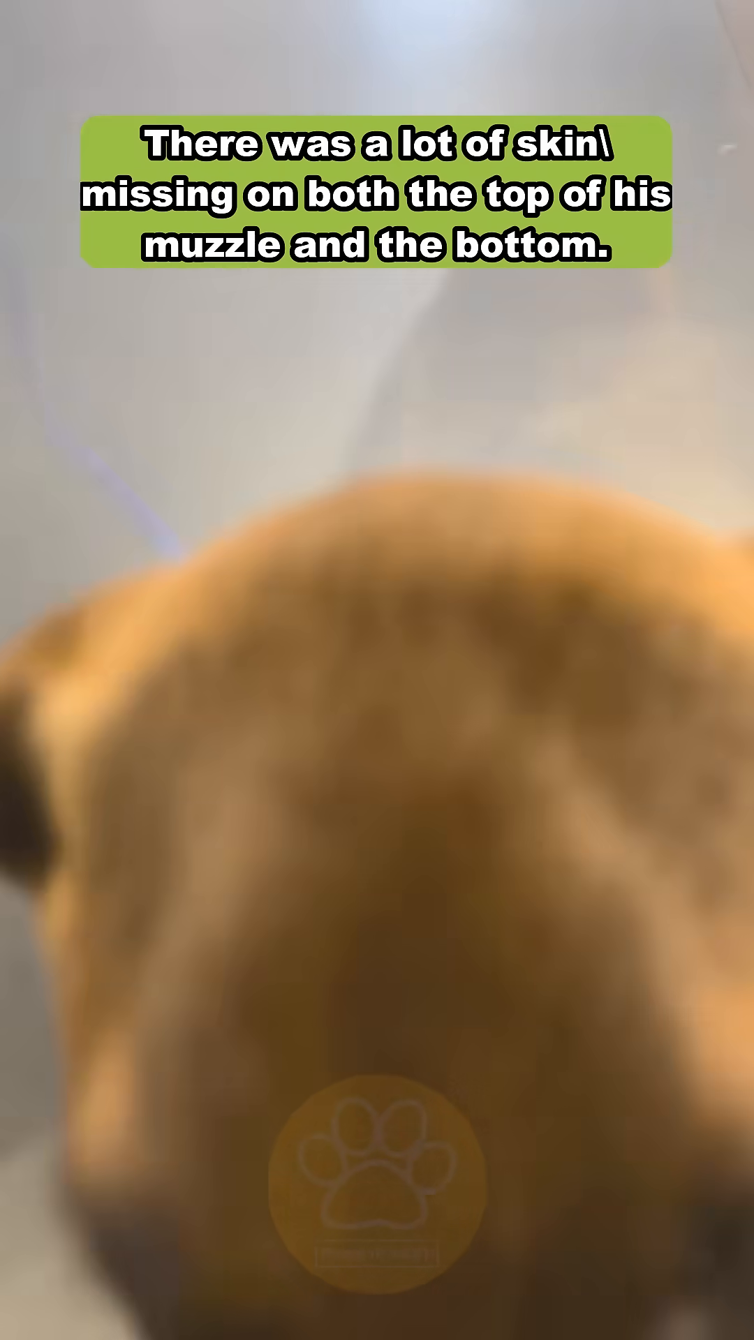 Vinny wearing a cone and bandage, his nose wound visibly smaller.