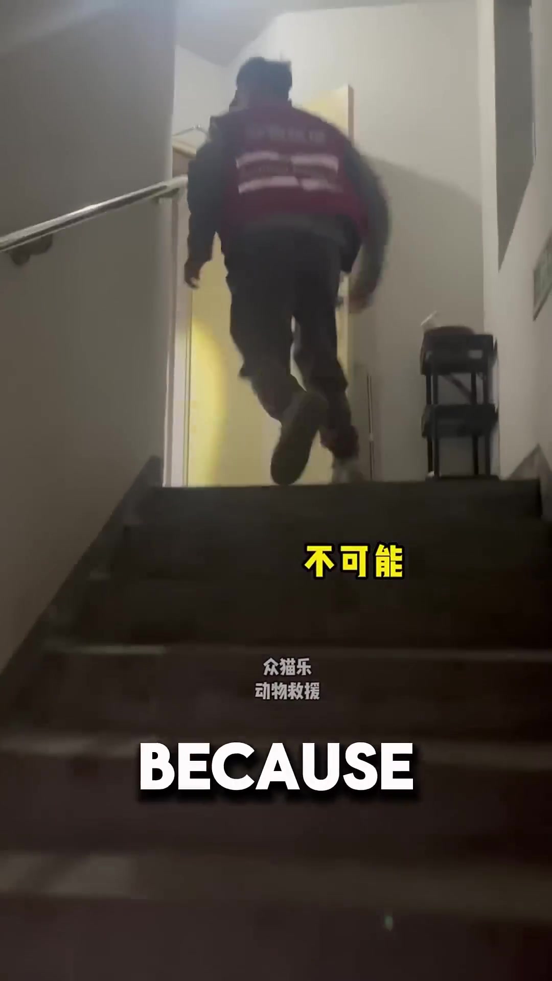 A rescue worker carefully pulling a box with the trapped cat inside from the ledge.