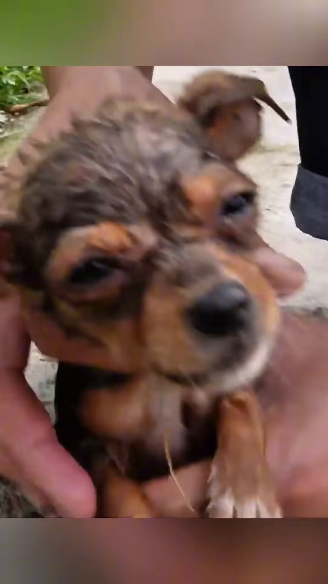 A rescuer gently holds the two wet puppies, who look up with trusting eyes.