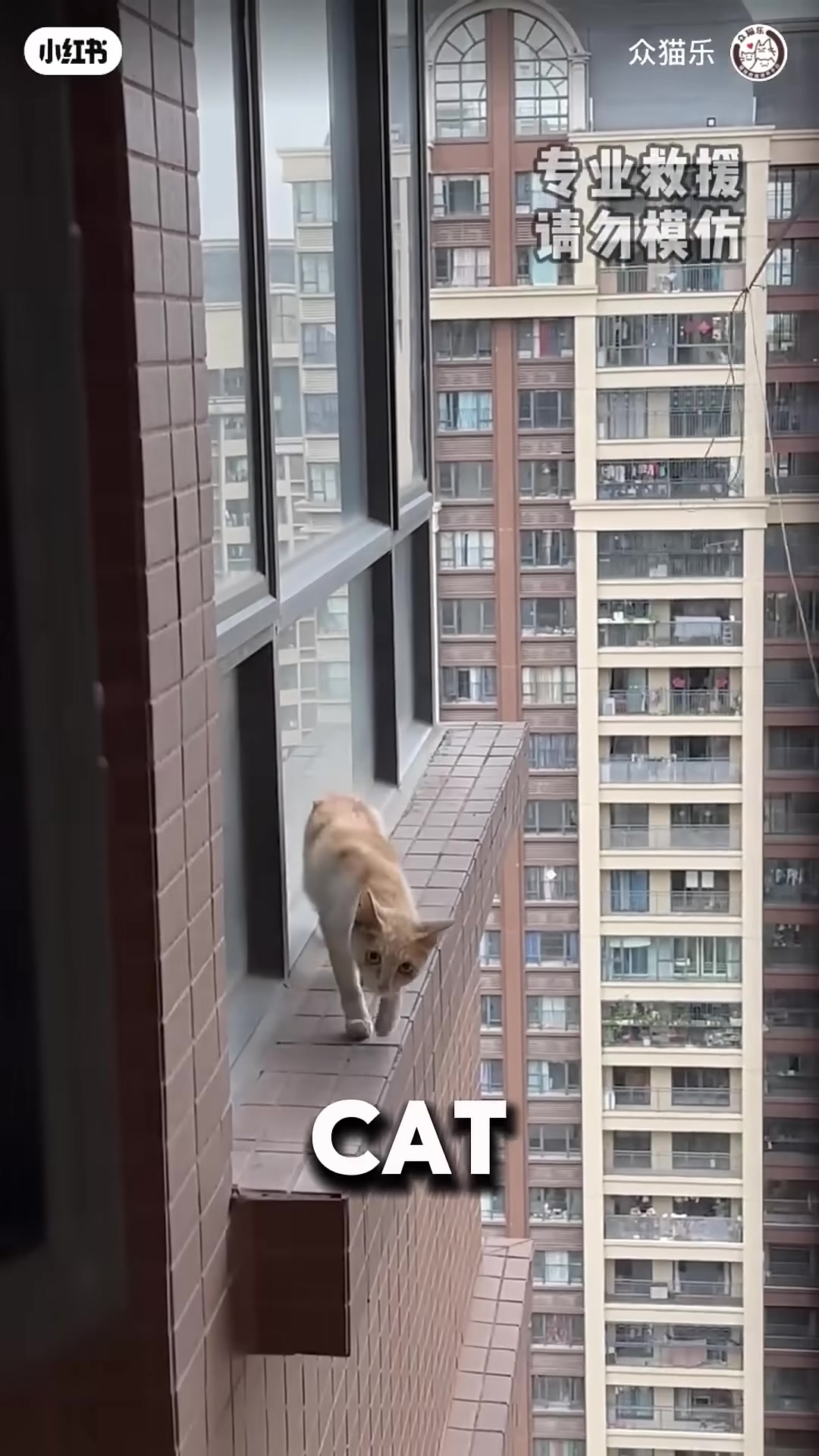 The cat leaping from the building as onlookers scream in fear.
