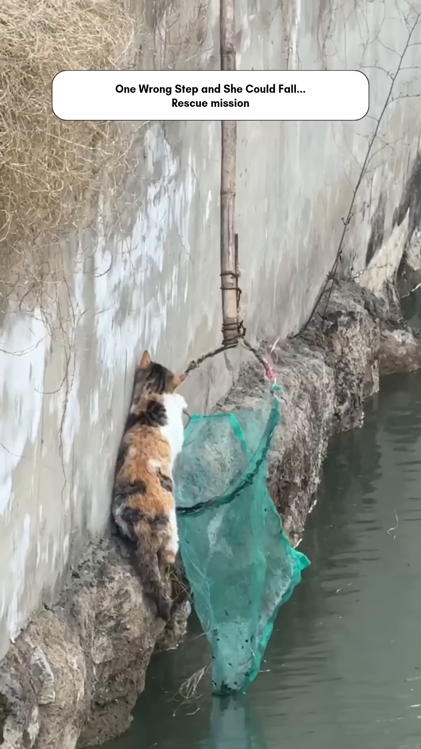 The cat bravely steps into the rescue net.