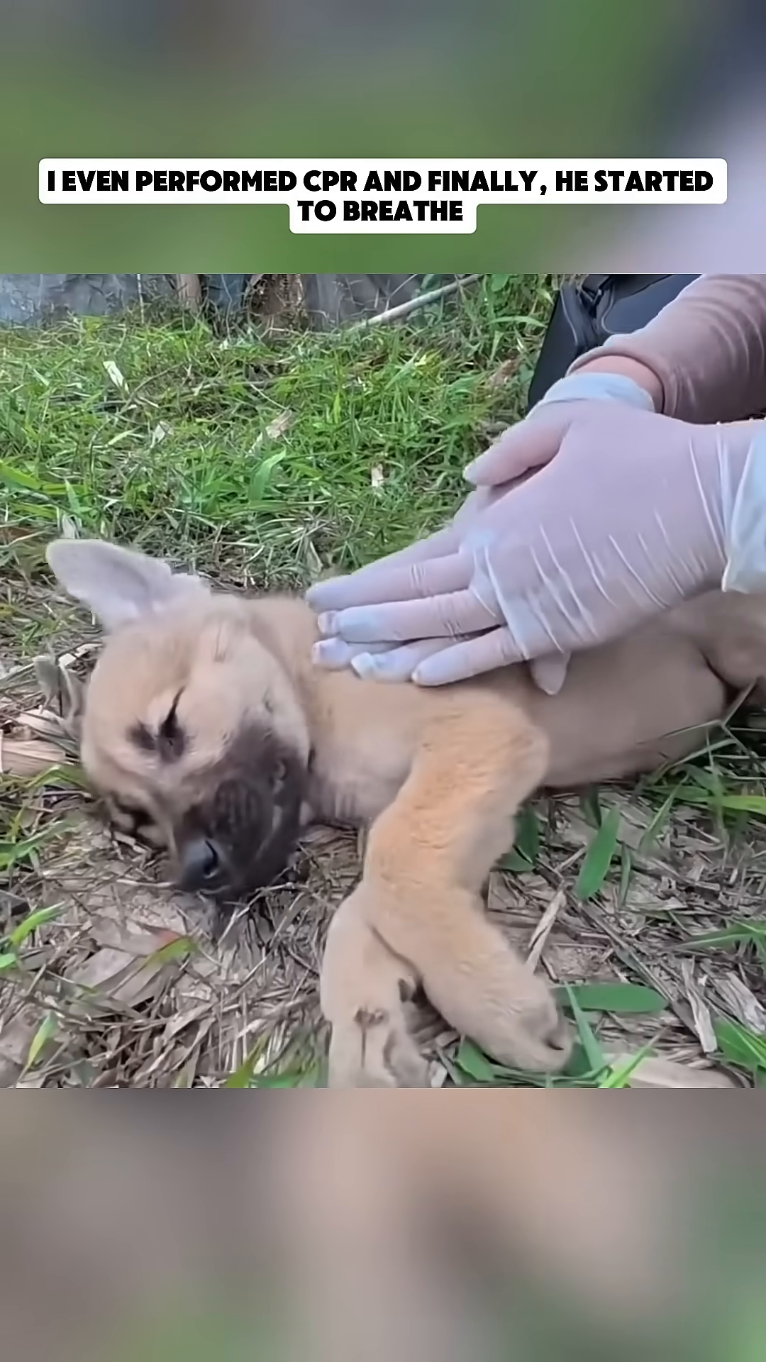 A person performs CPR on a dog while a kitten watches.