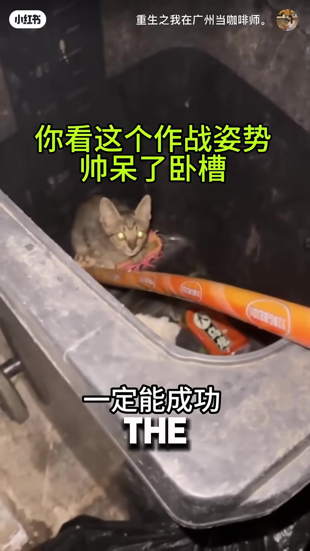A kitten's paws grip the edge of a garbage bin as it pulls itself to safety.