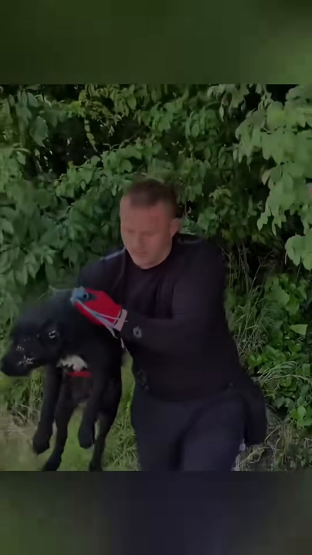 A person carrying the dog towards a vehicle, symbolizing the rescue and transport to safety.