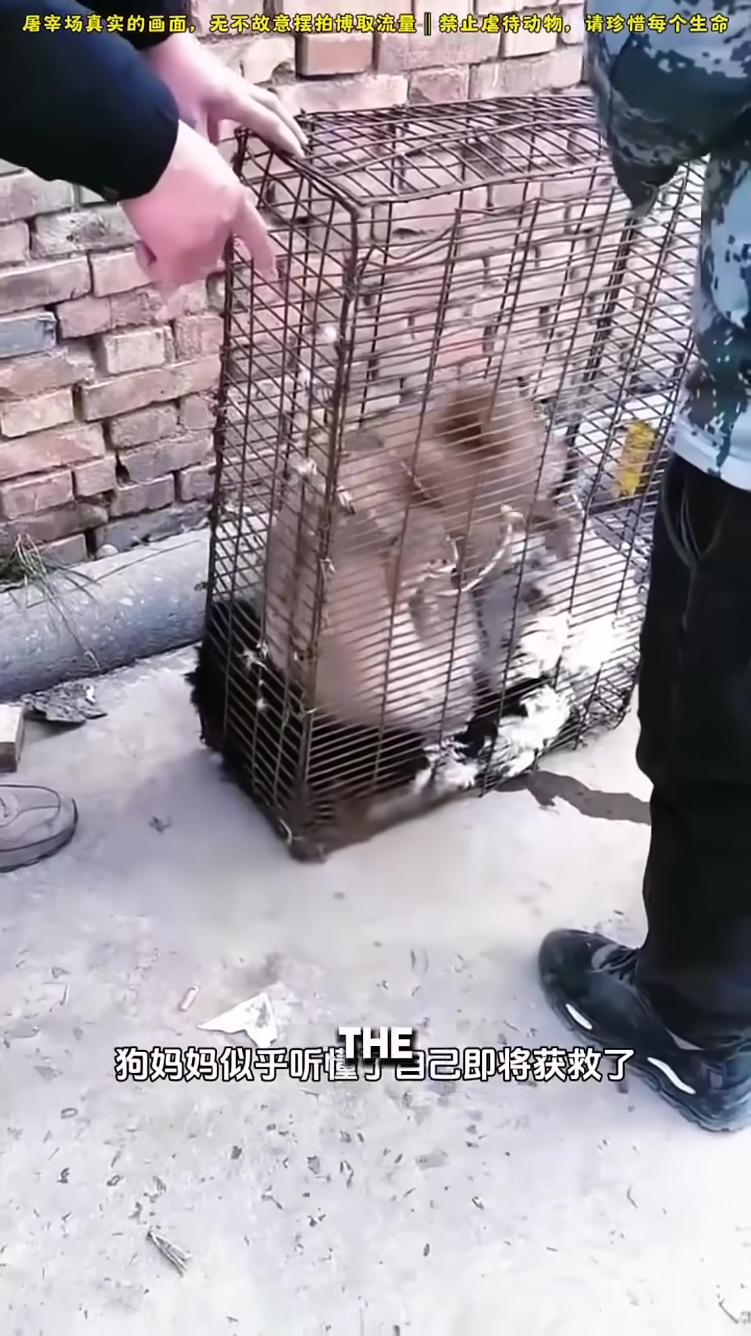 The man handing over money to buy the pregnant dog.