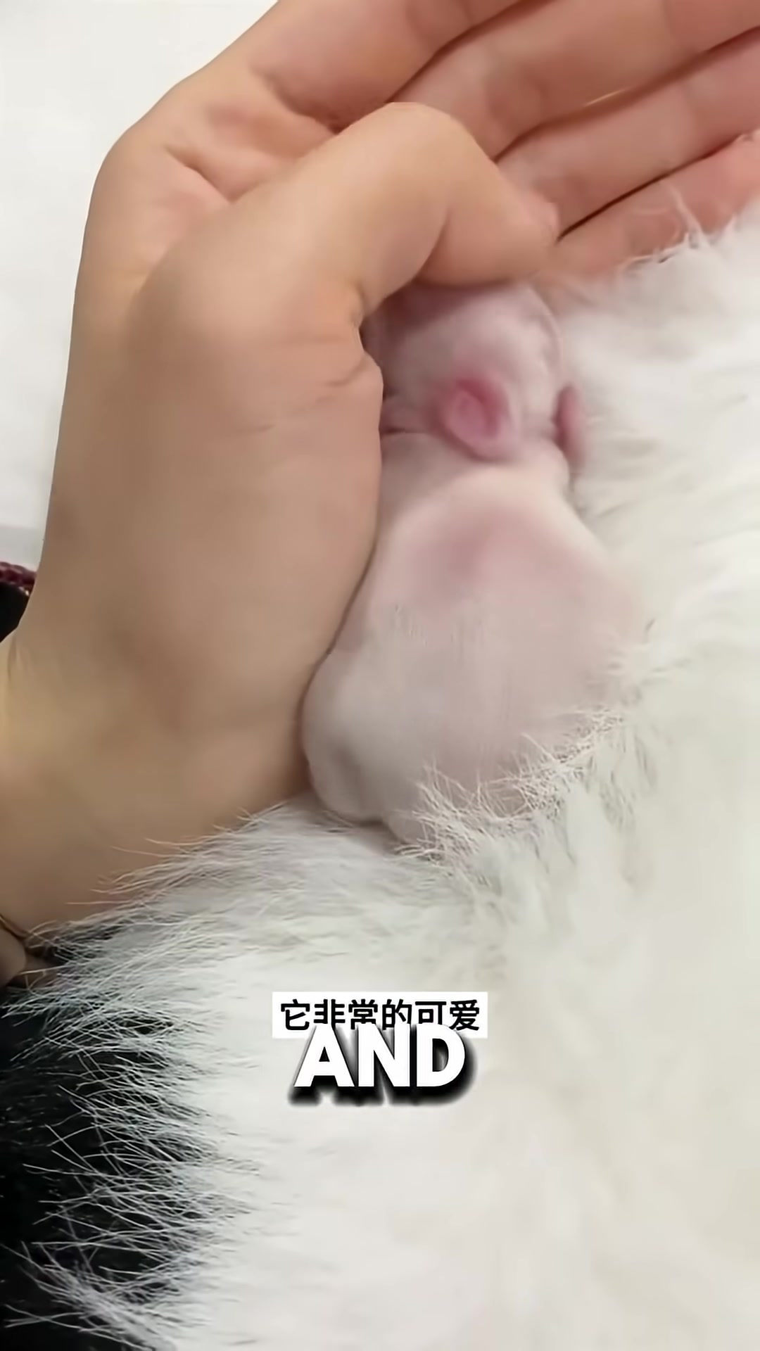 A tiny bunny with soft fur sleeping peacefully in the palm of a hand.