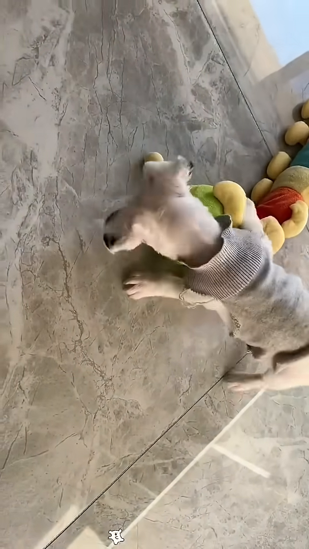 A small white puppy wearing a grey shirt plays with a large, colorful stuffed caterpillar toy on a tiled floor.