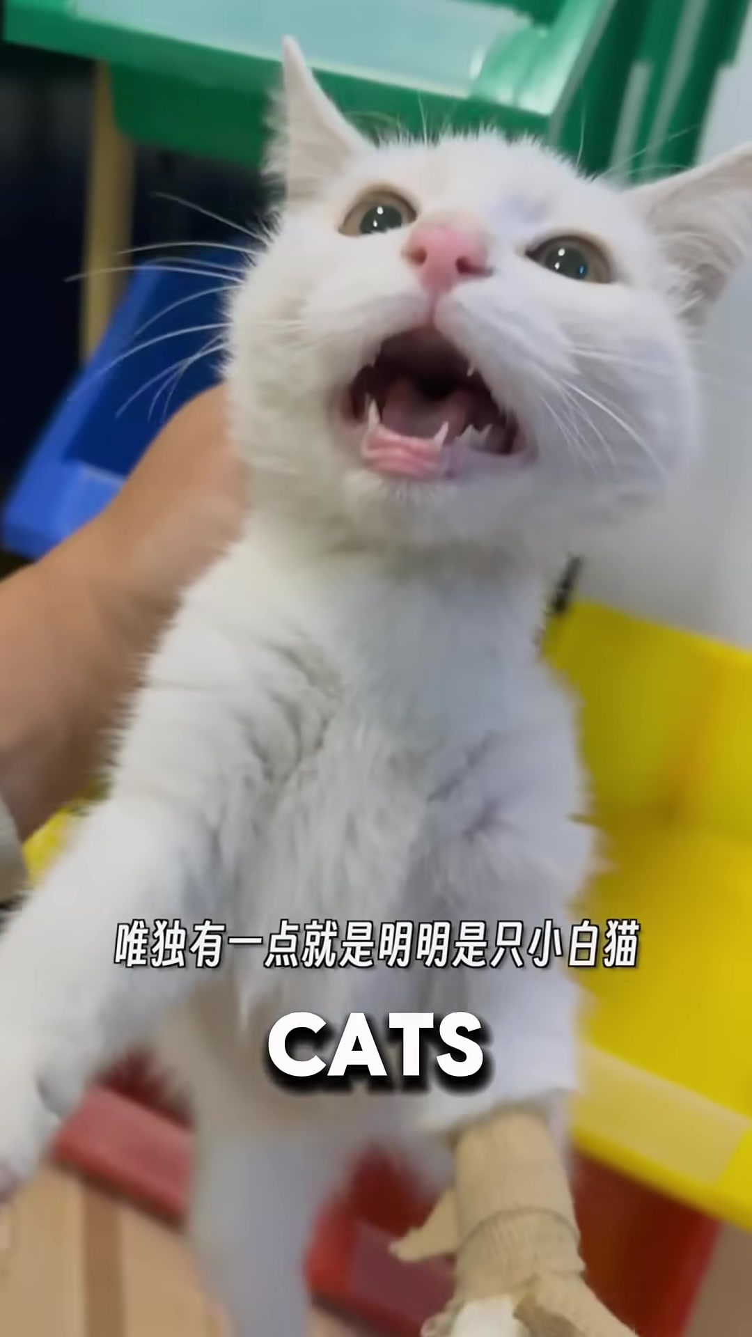 Several cats gathered around a kitten during bath time.