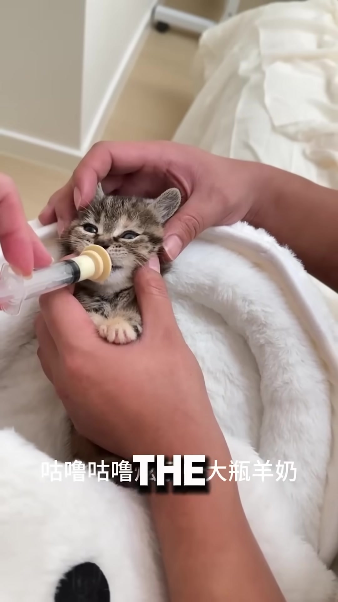 A sleepy kitten drinking milk, finally relaxed and content.