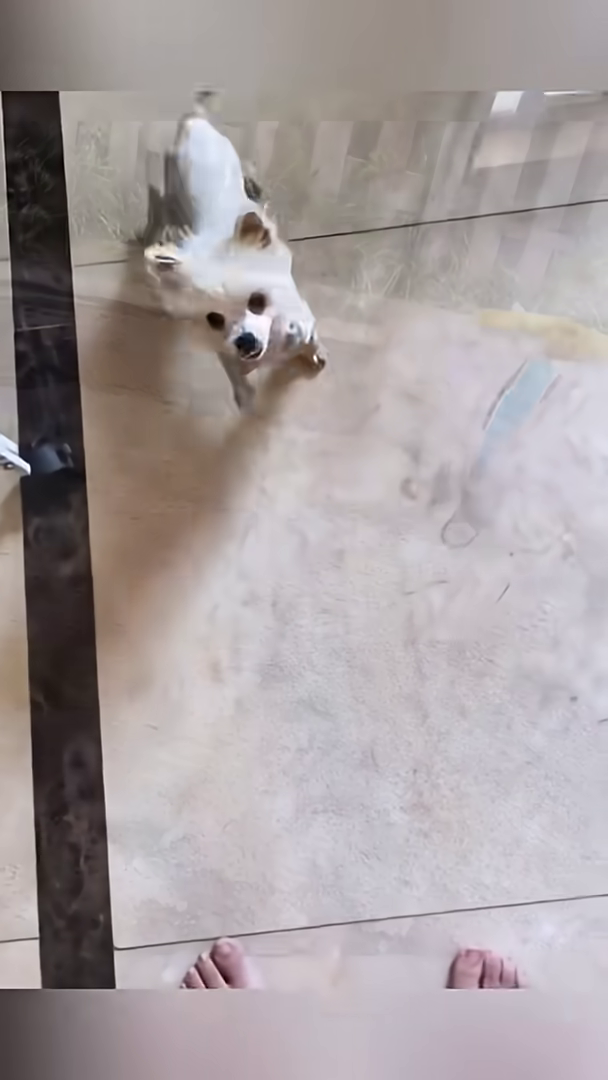 A clean, fluffy white dog wearing a diaper stands on a tiled floor, looking happy.