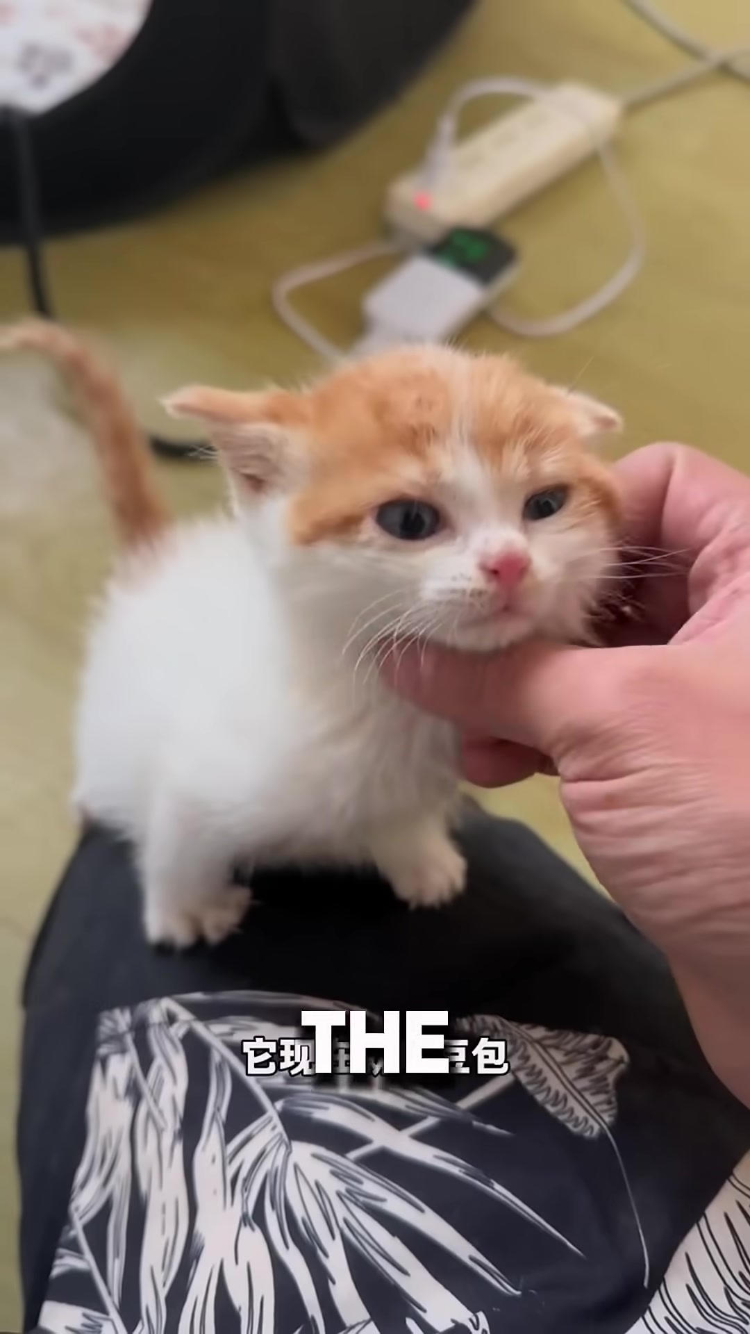 A tiny kitten clutching a soft toy, looking content and safe.