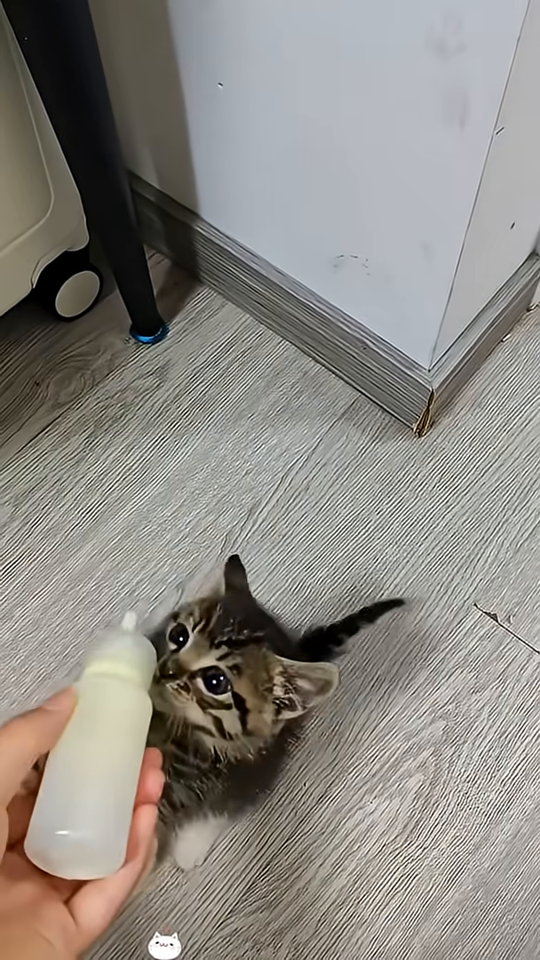A person carefully feeds a tiny kitten milk from a bottle.
