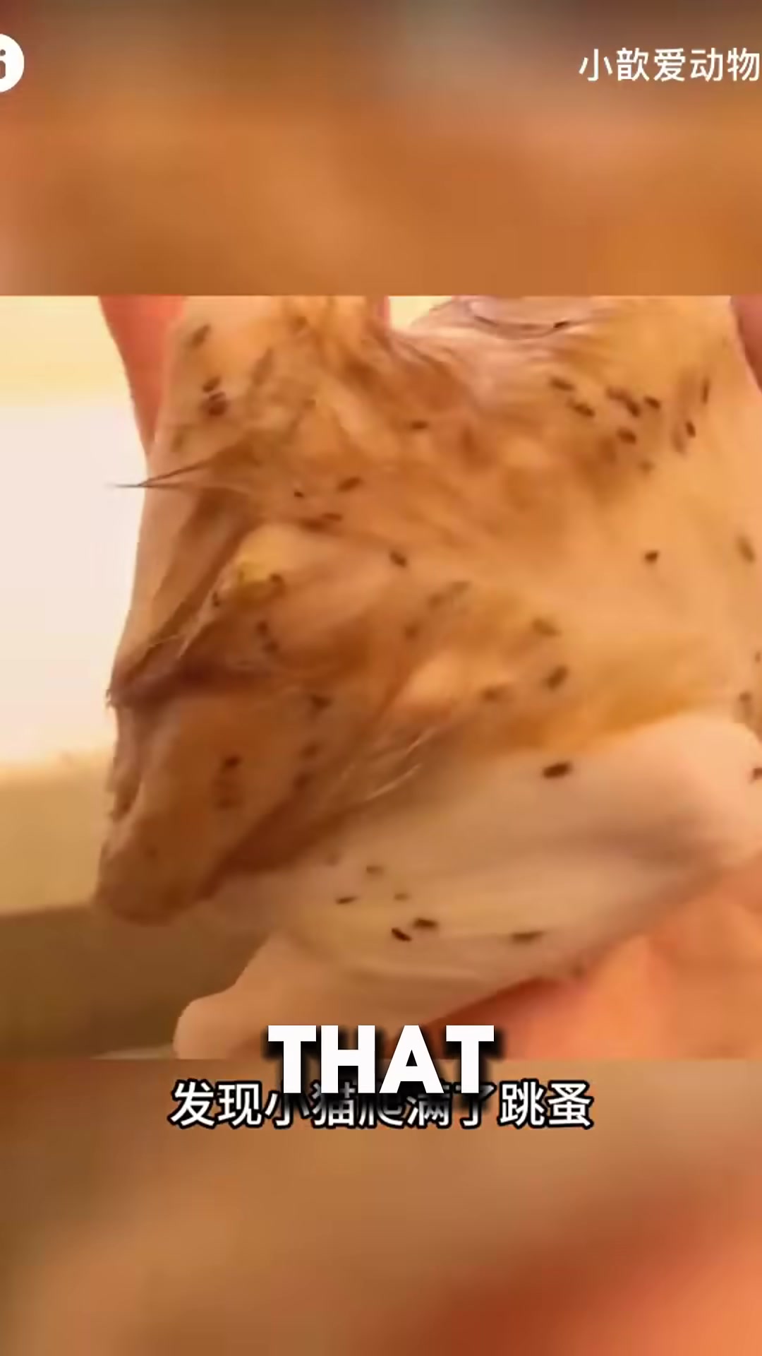 A close-up of the kitten's fur covered in ticks, showing how weak and vulnerable she was.