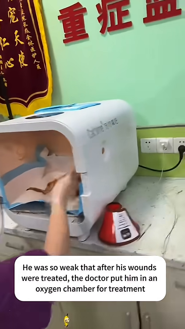 A small ginger kitten is lying inside an oxygen chamber.
